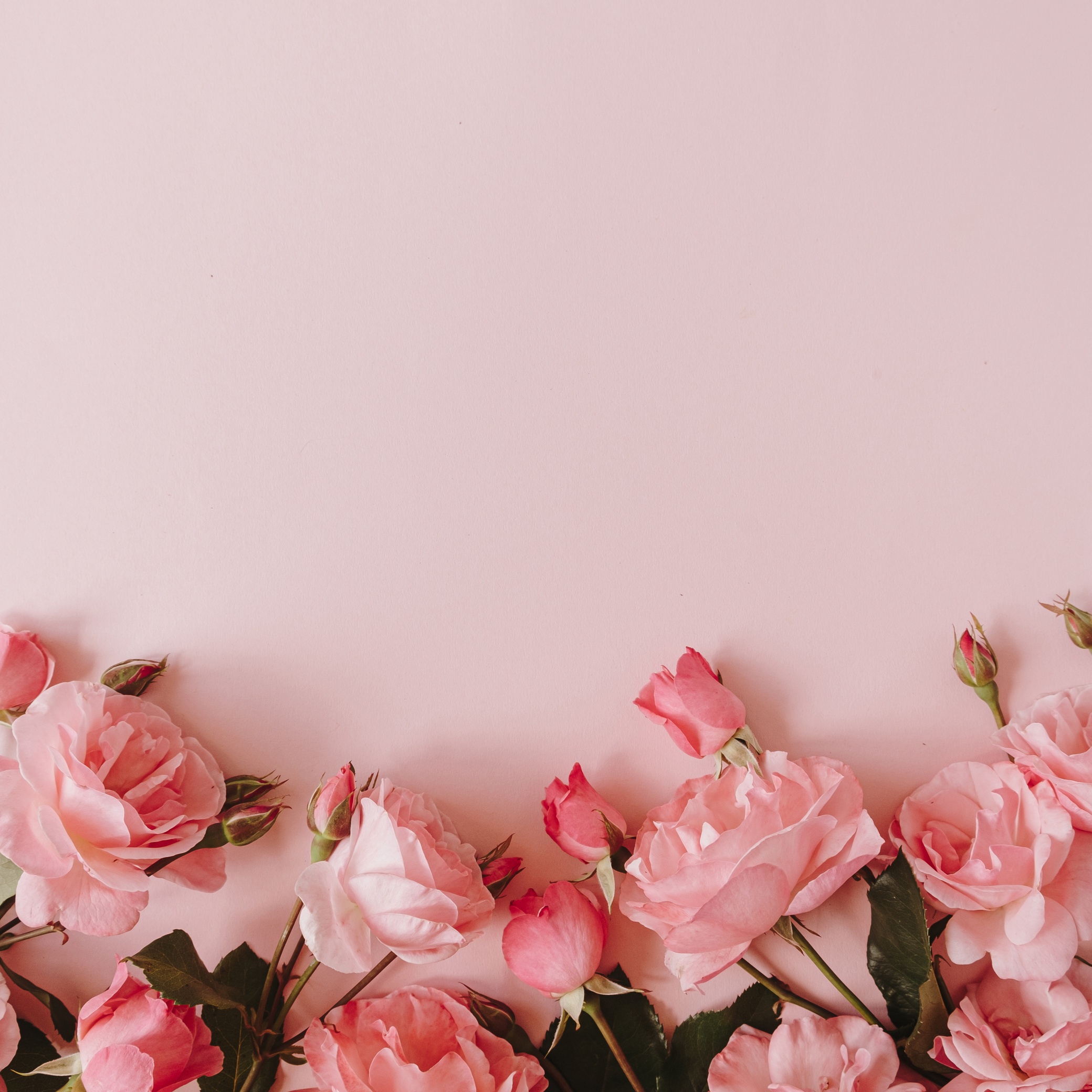 Pink Roses on Pink Background